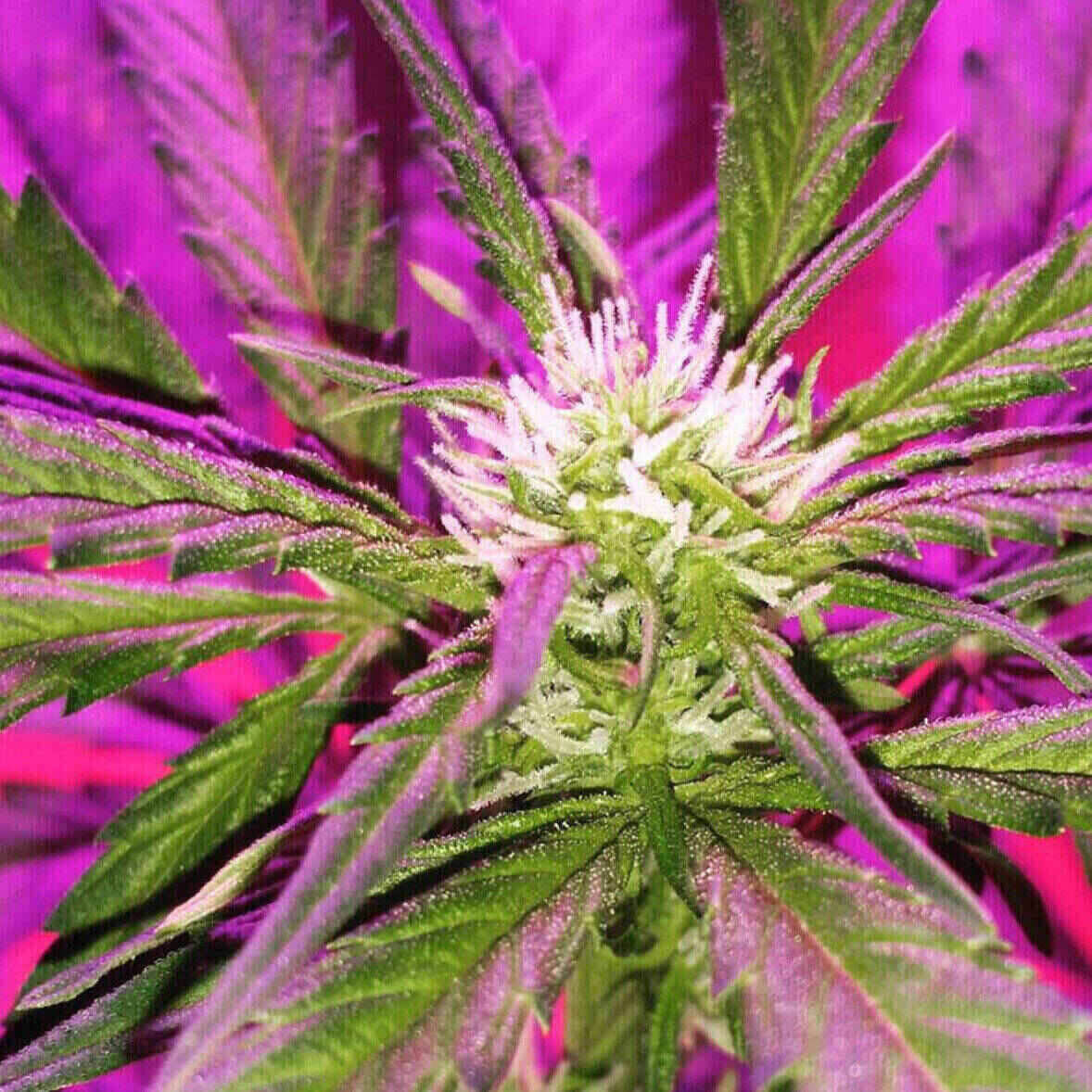 Easy-E Auto Flowering
