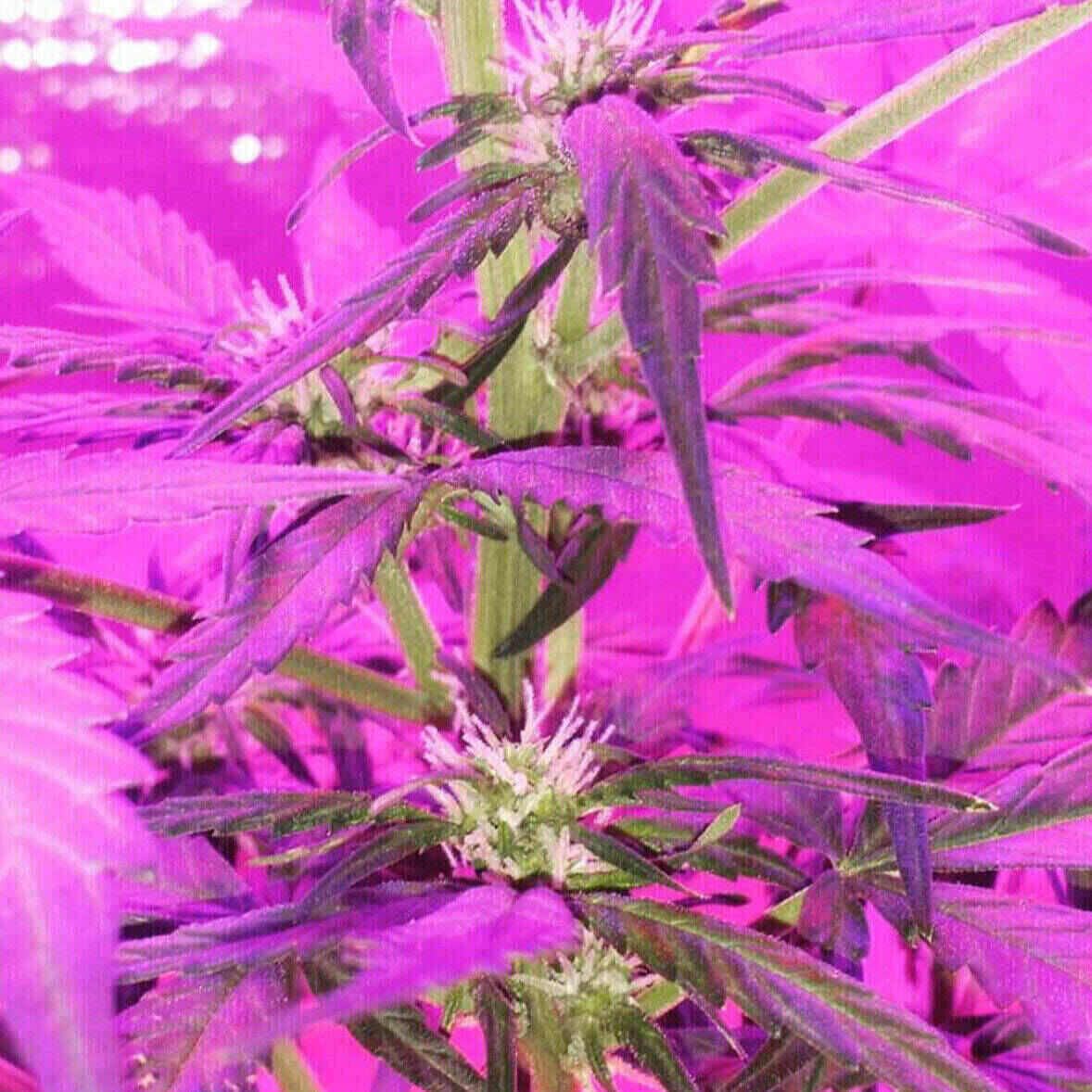 Easy-E Auto Flowering