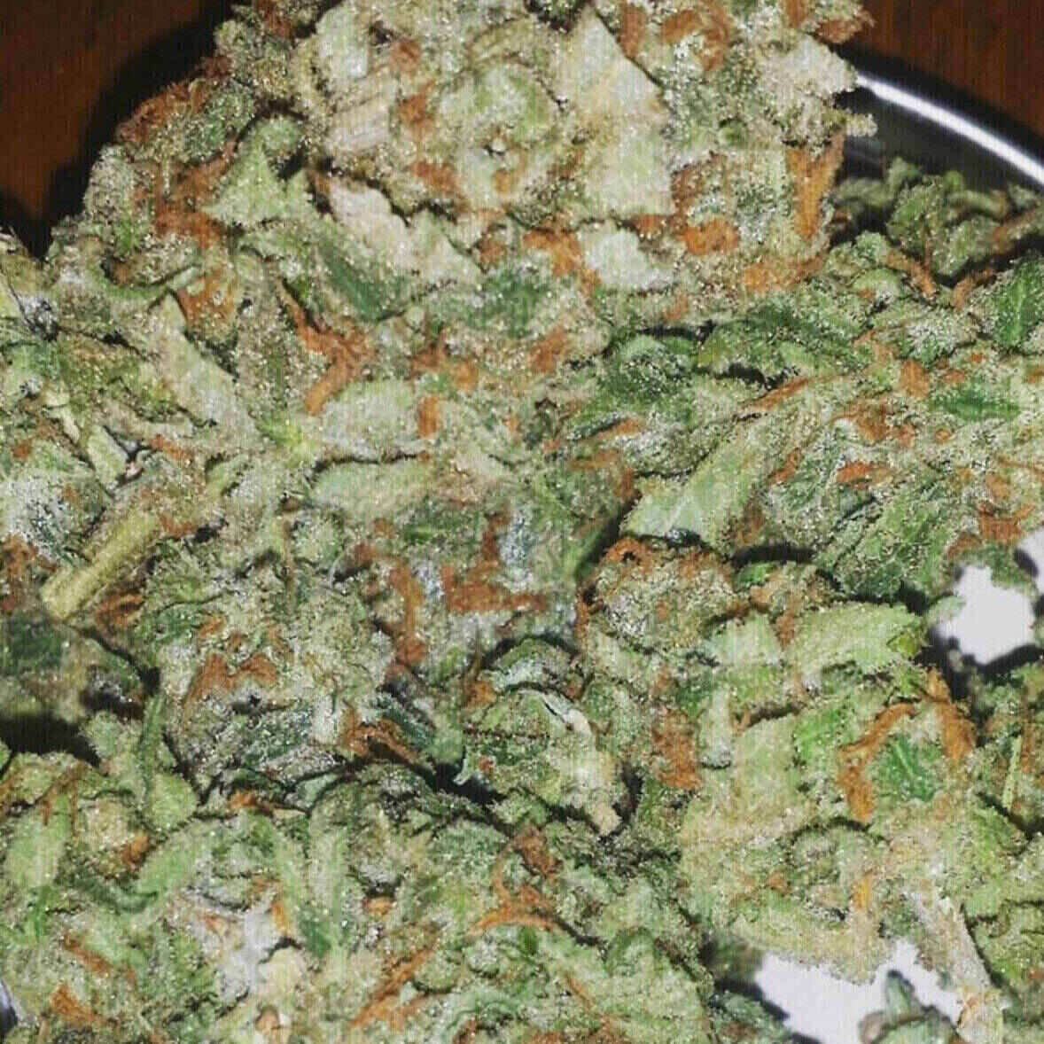 Easy-E Auto Flowering