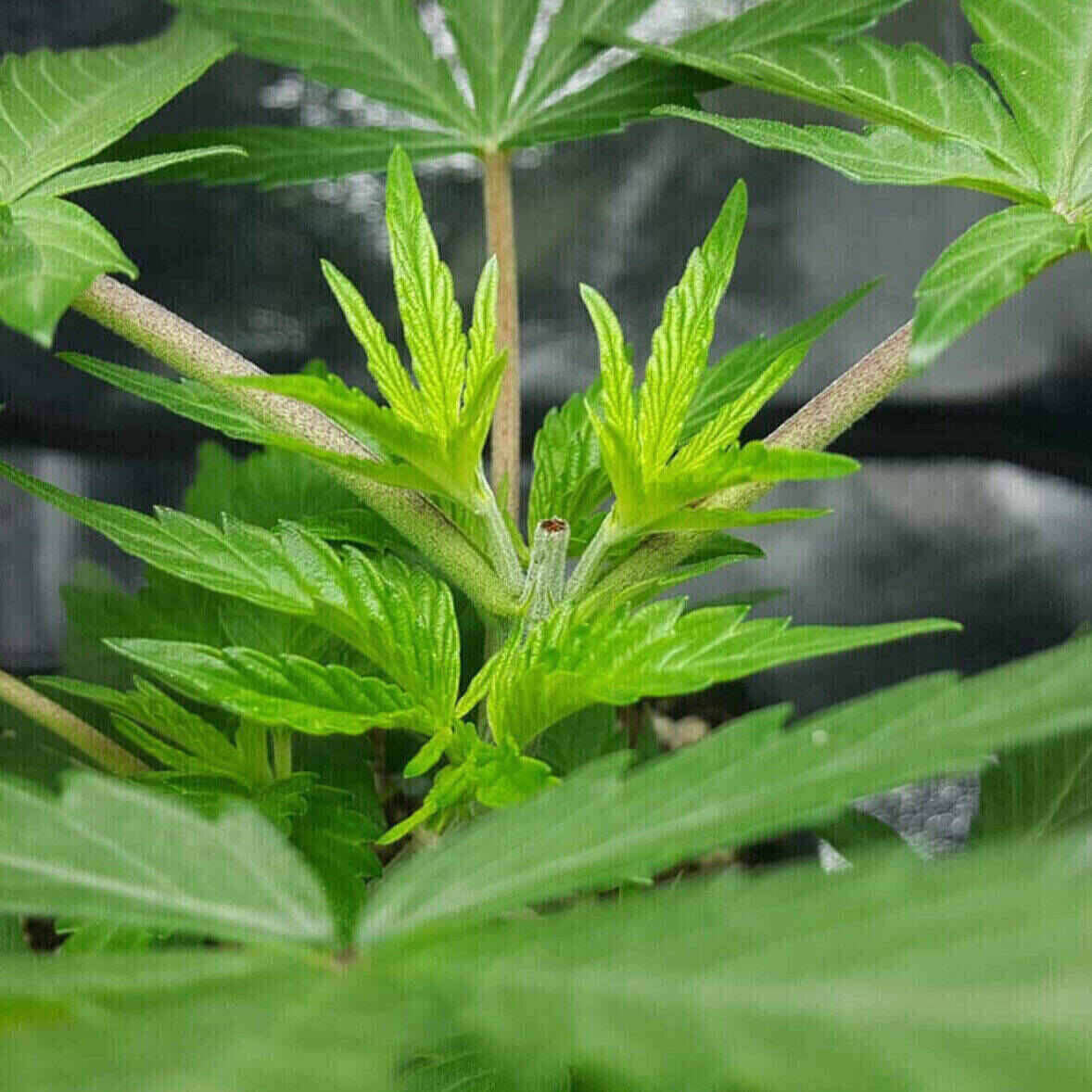Northern Lights Feminized | City Seeds Bank