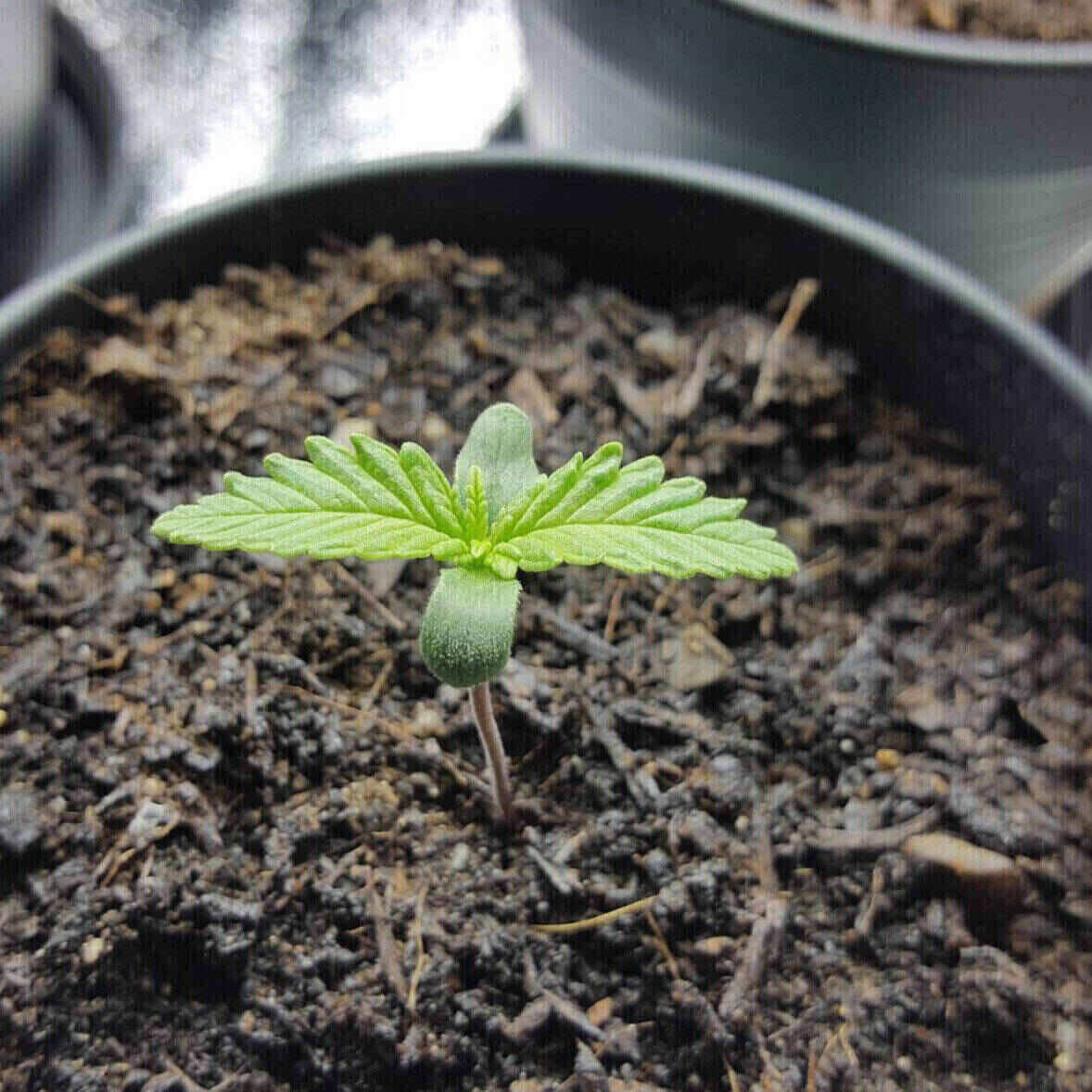 Northern Lights Feminized | City Seeds Bank