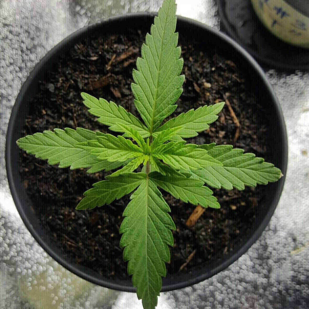 Northern Lights Feminized | City Seeds Bank