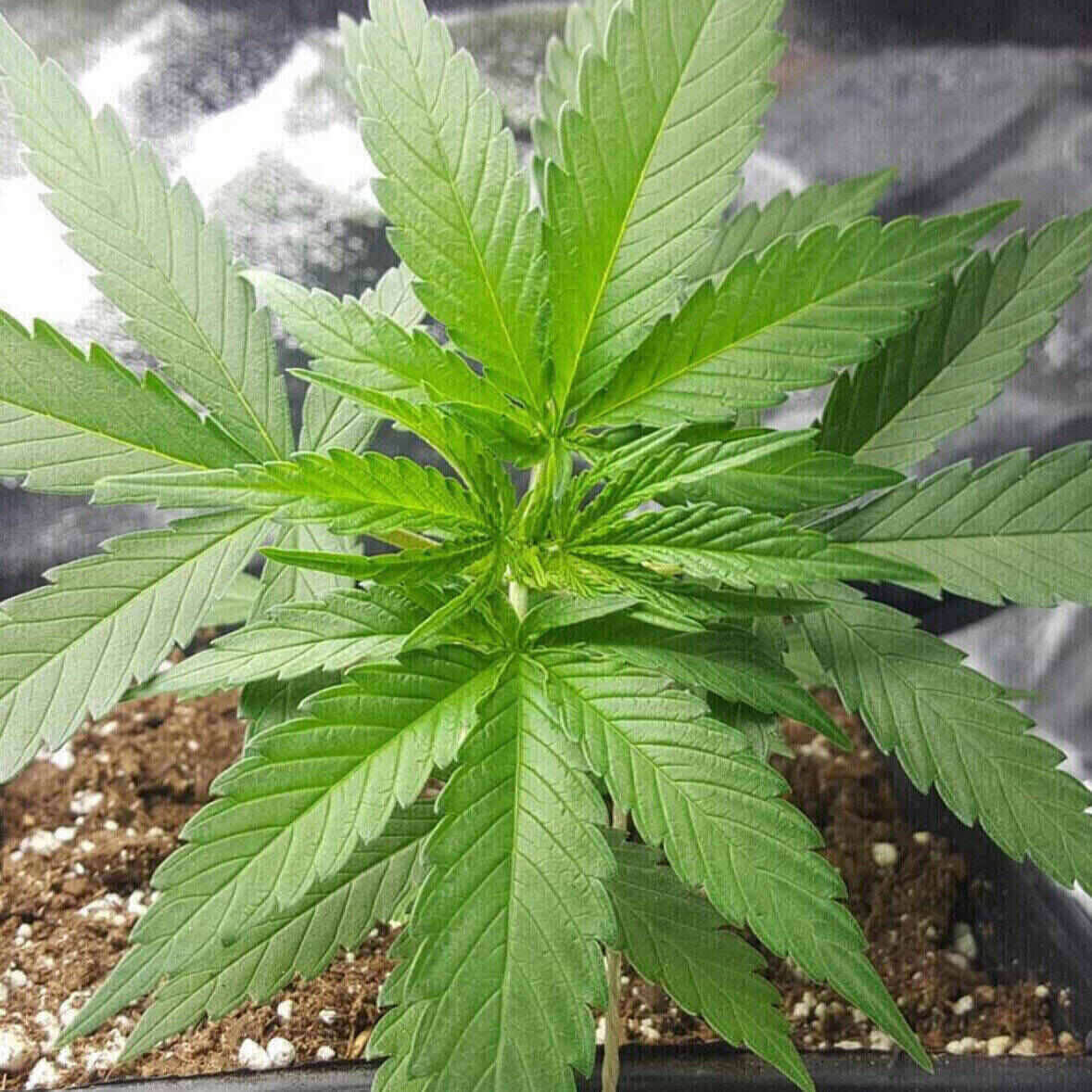 Northern Lights Feminized | City Seeds Bank