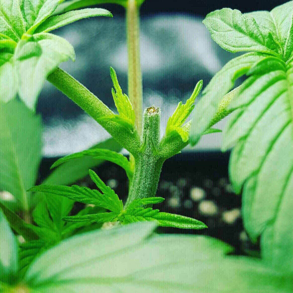 Northern Lights Feminized | City Seeds Bank