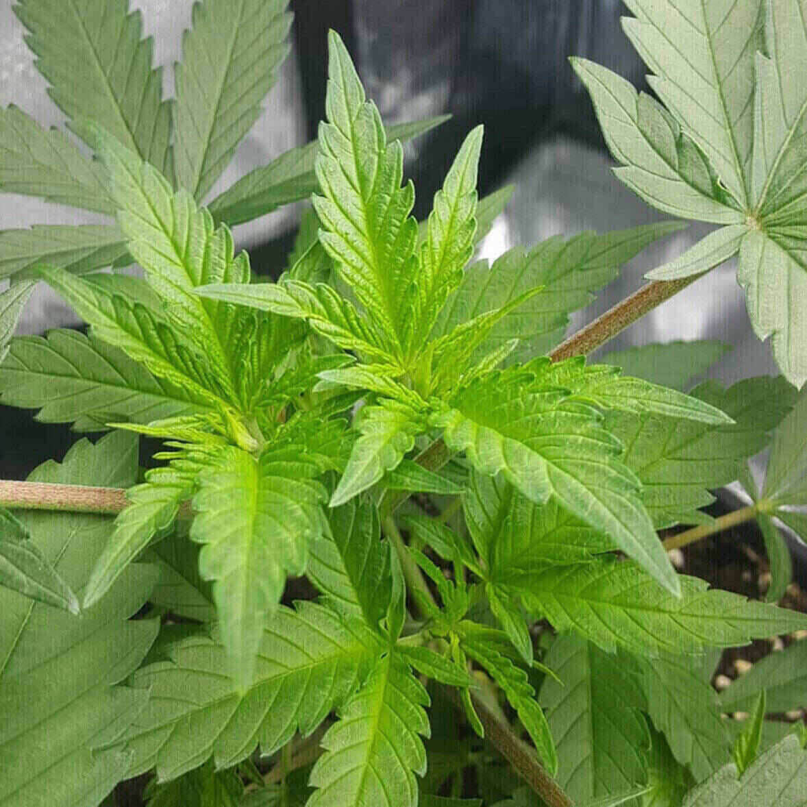 Northern Lights Feminized | City Seeds Bank