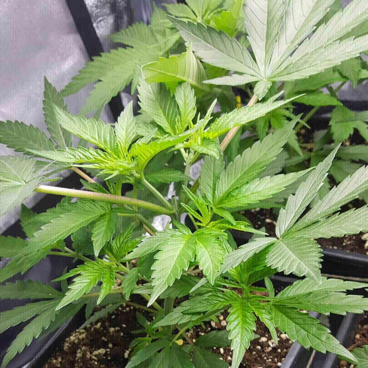 Northern Lights Feminized | City Seeds Bank