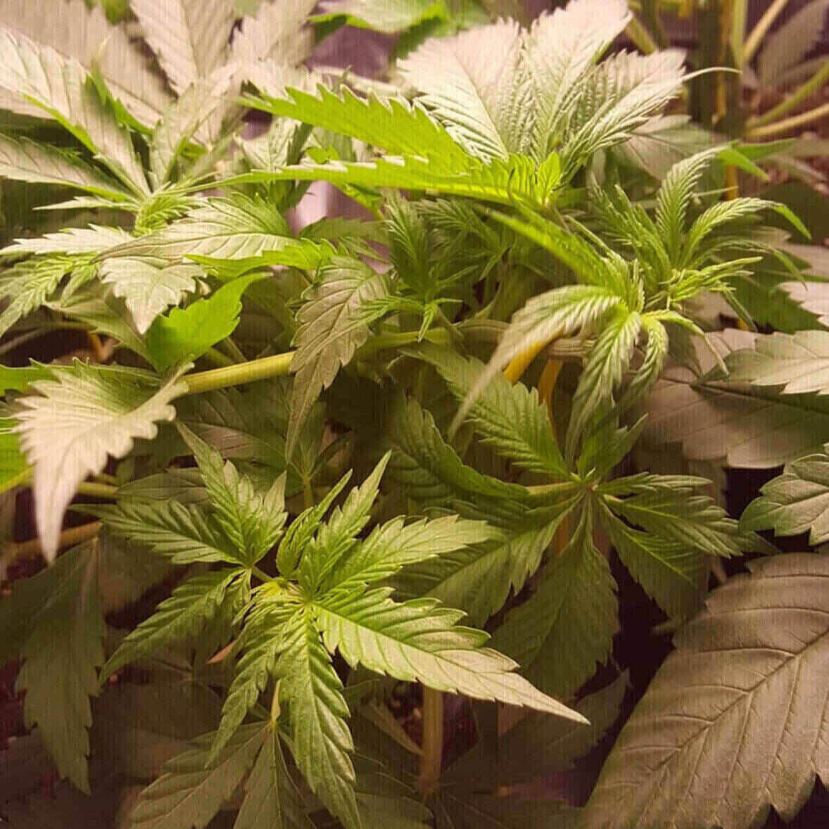 Northern Lights Feminized | City Seeds Bank