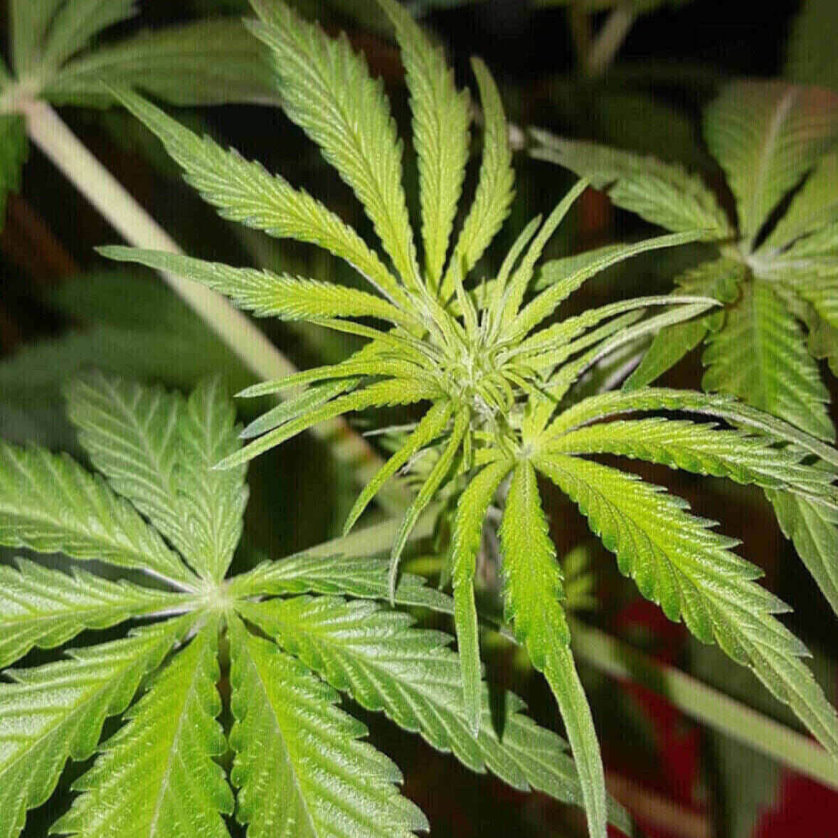 Northern Lights Feminized | City Seeds Bank