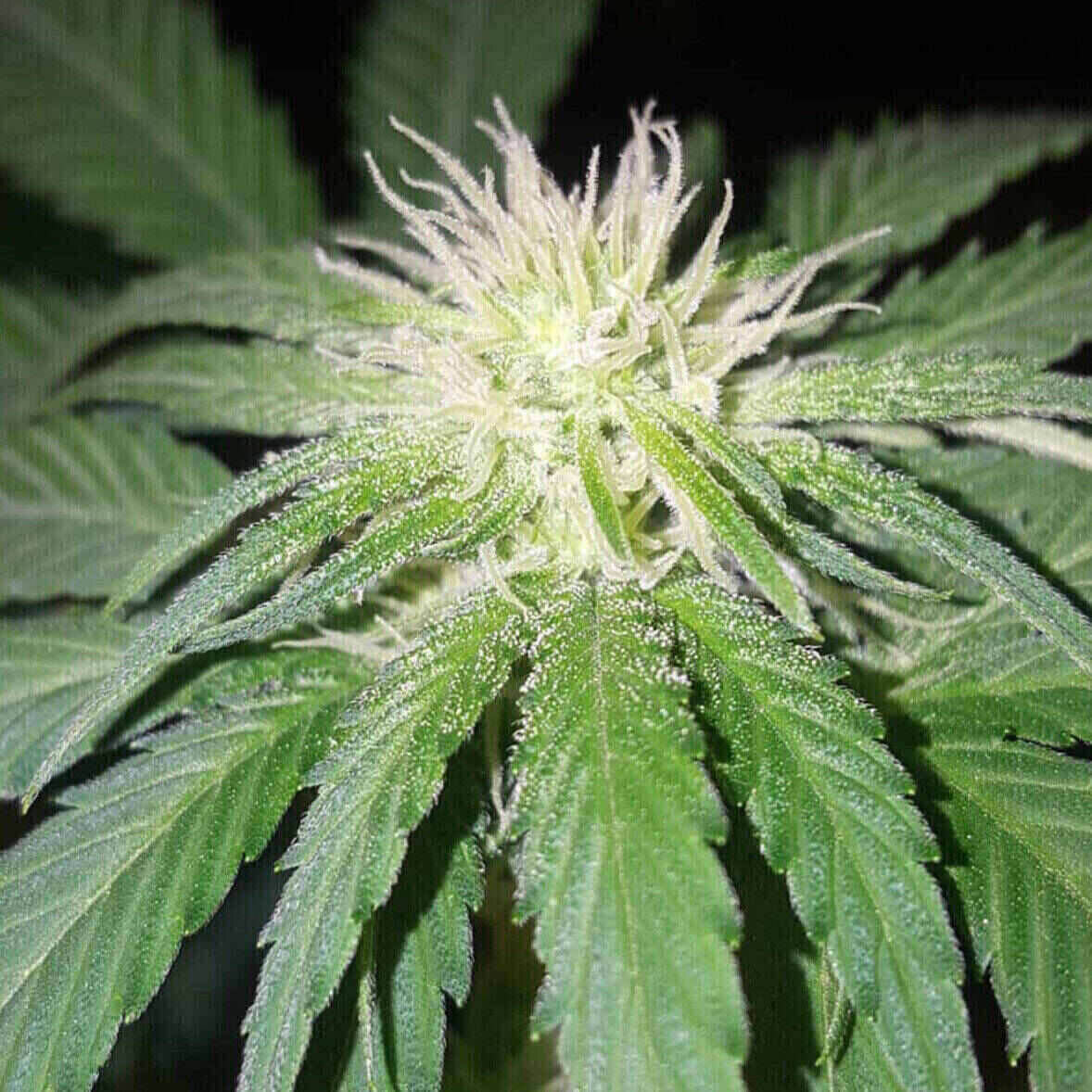 Northern Lights Feminized | City Seeds Bank