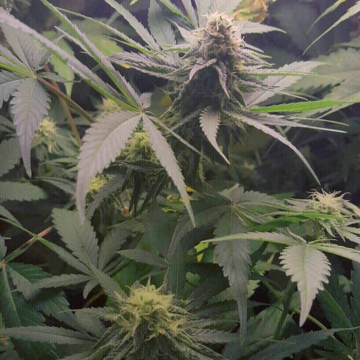 Northern Lights Feminized | City Seeds Bank