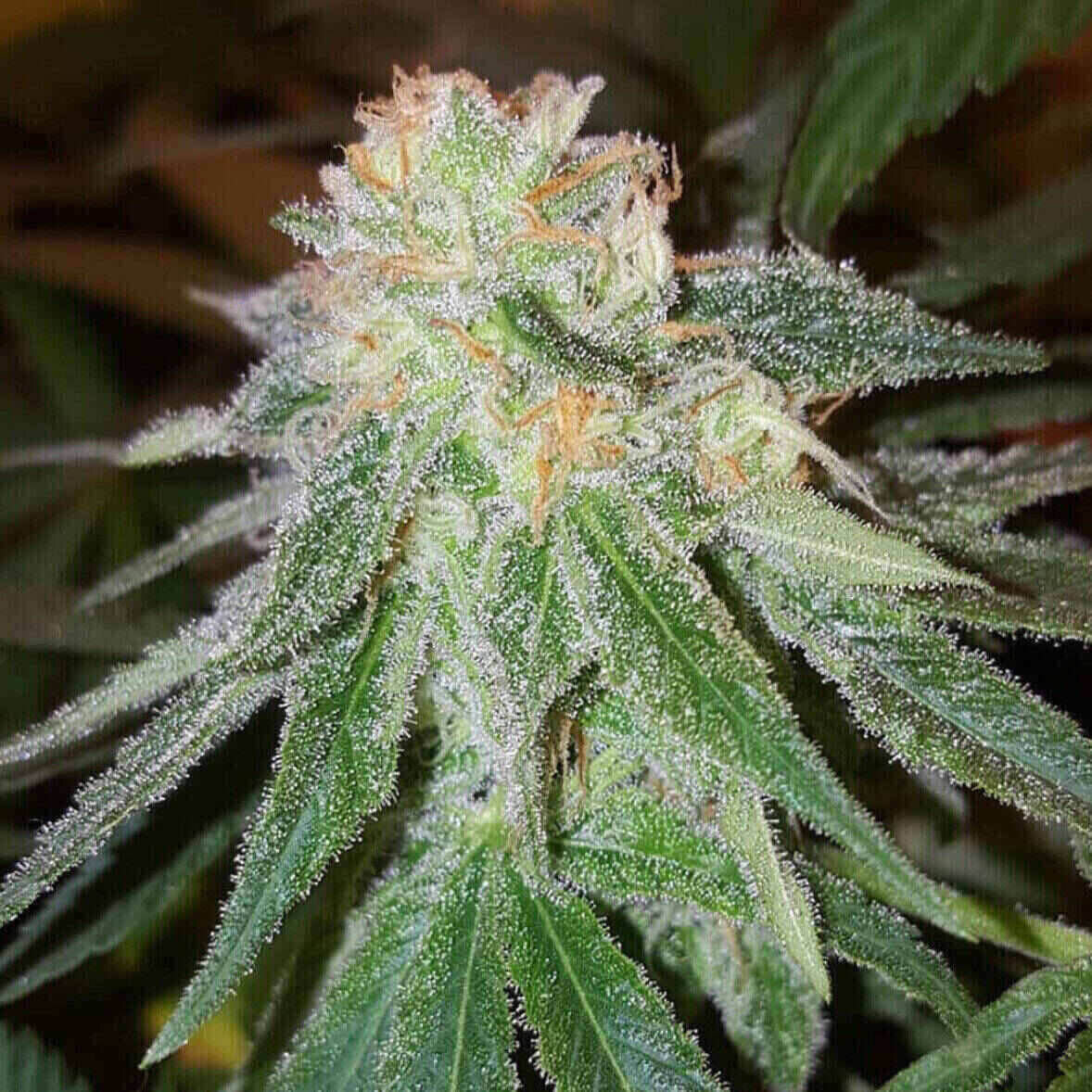 Northern Lights Feminized | City Seeds Bank