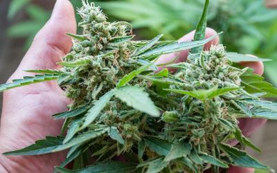 When To Harvest Your Cannabis Plants