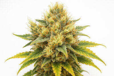Animal Gelato Feminized