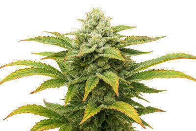 Blue Amsterdam Feminized