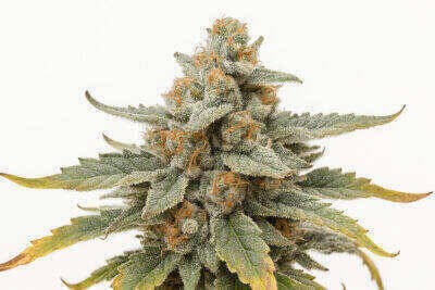 City CBD Automatic