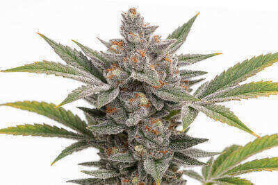 City Cookies Feminized