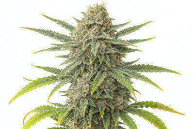 City Gorilla Feminized