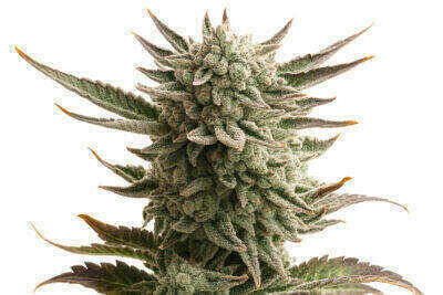 City Punch Feminized