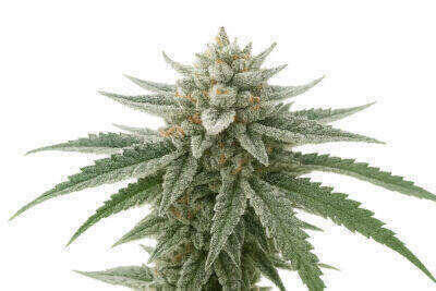 Critical Cookie Automatic