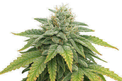 Gorilla Sherbet Automatic
