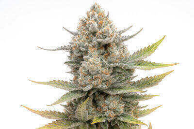 Kosher Sherbet Feminized