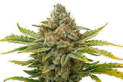 Medicana CBD