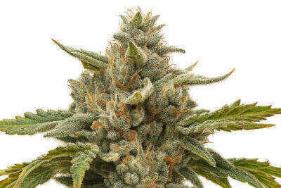 Papaya Cookies Automatic