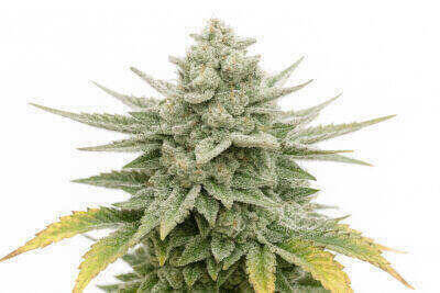 Super Lemon Automatic