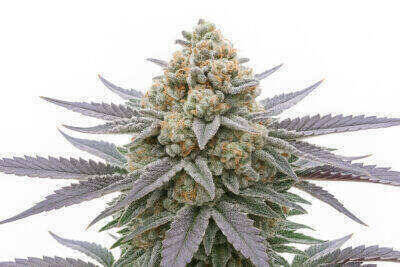 Zkittelicious Feminized