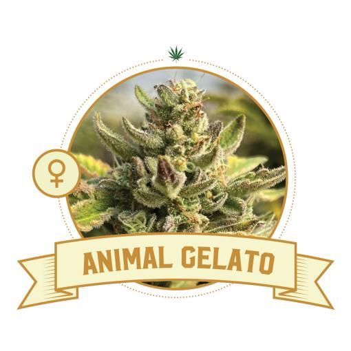 Animal Gelato