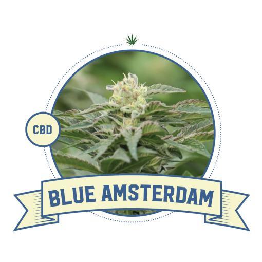 Blue Amsterdam