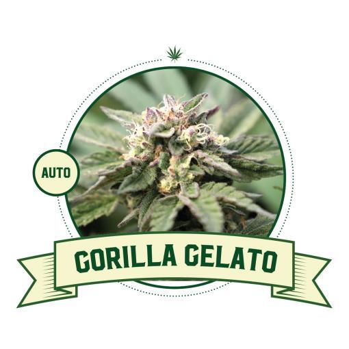 Gorilla Gelato Auto