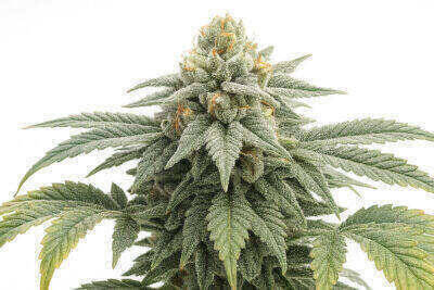 Sweet Sour CBD