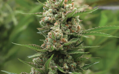 What Are Feminized Cannabis Seeds?