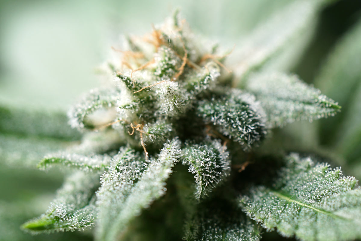 Common Cannabis Growing Mistakes