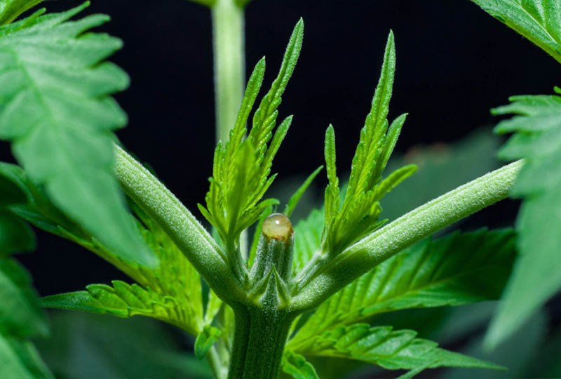 Freshly topped plant