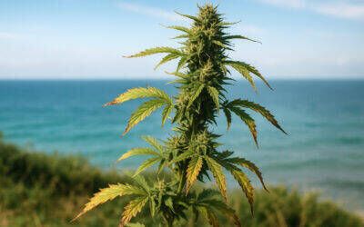 Cannabis Strain Selection