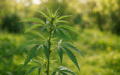 Best Time to Plant Cannabis Seeds