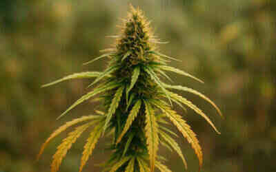 Landrace Strains