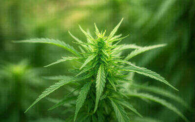 Cannabis Ruderalis