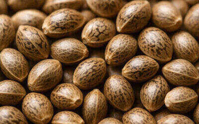 Storing Cannabis Seeds