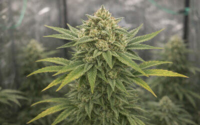 Dr Kosher
