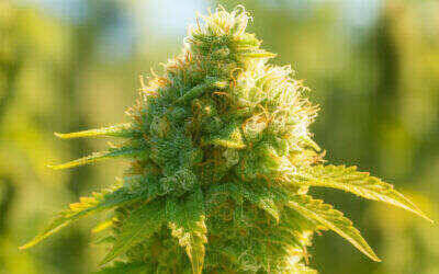 Sour Diesel