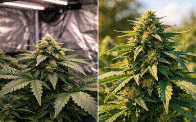 How to Choose Cannabis Seeds