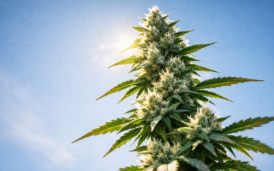 How Tall Do Cannabis Plants Grow